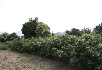 _MG_5934 _MG_5934
