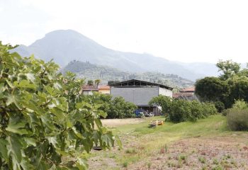 _MG_5947 _MG_5947