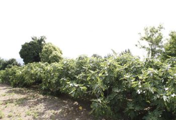 _MG_5951 _MG_5951