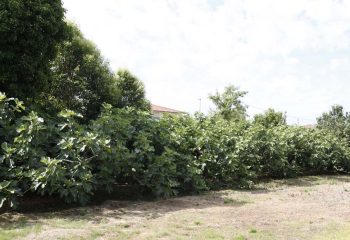 _MG_5964 _MG_5964
