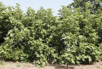 _MG_5969 _MG_5969