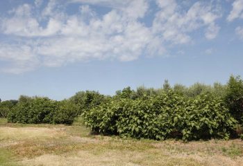 _MG_5971 _MG_5971