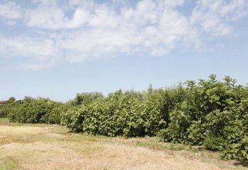 _MG_5979 _MG_5979