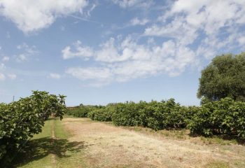 _MG_5984 _MG_5984