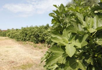 _MG_5988 _MG_5988