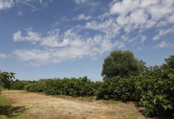 _MG_6001 _MG_6001