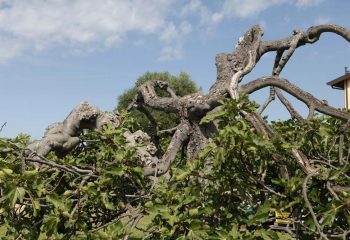 _MG_6017 _MG_6017