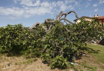 _MG_6018 _MG_6018