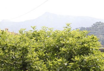 _MG_6088 _MG_6088